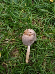 Coprinopsis romagnesiana