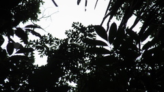 Hymenaea courbaril