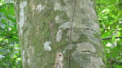 Hymenaea courbaril