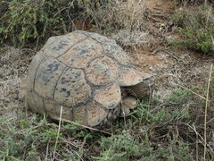 Stigmochelys pardalis