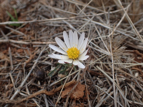 White Dimorphotheca (Dimorphotheca zeyheri)