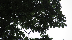 Pseudobombax septenatum