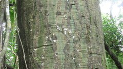 Pseudobombax septenatum