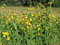 Hermannia althaeifolia