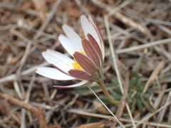 Dimorphotheca zeyheri