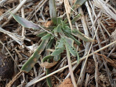 Dimorphotheca zeyheri