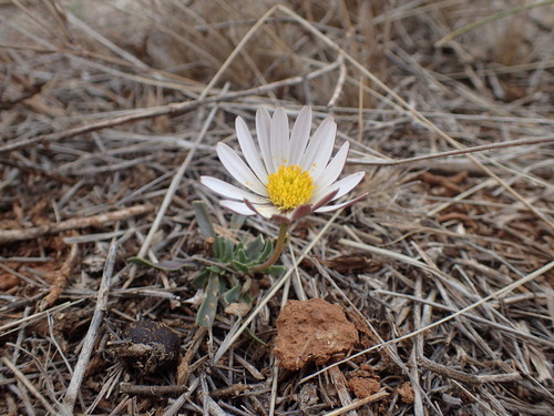 Image of Dimorphotheca zeyheri by (c) Mahomed Desai, some rights reserved (CC BY)