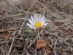 Dimorphotheca zeyheri