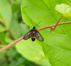 Psichotoe duvaucelii