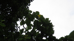 Cavanillesia platanifolia