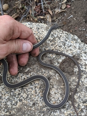 Masticophis lateralis