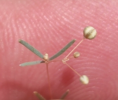 Hypertelis umbellata