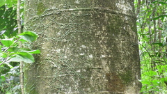 Cavanillesia platanifolia