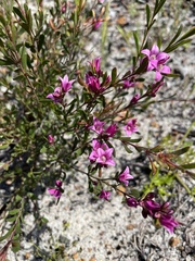 Boronia crenulata
