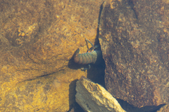 Euastacus yanga