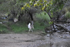 Odocoileus virginianus couesi