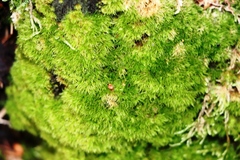 Dicranum montanum
