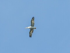 Pelecanus crispus