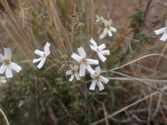 Jamesbrittenia tysonii