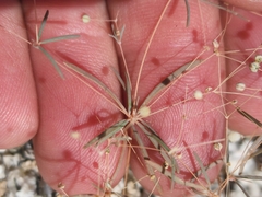 Hypertelis umbellata