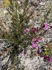 Boronia crenulata