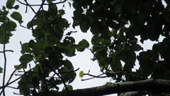 Cavanillesia platanifolia