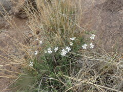 Jamesbrittenia tysonii