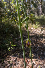Calochilus campestris