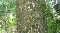 Cavanillesia platanifolia