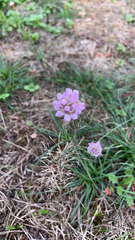 Armeria maritima