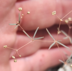 Hypertelis umbellata