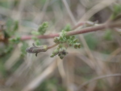 Jamesbrittenia tysonii