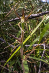 Lyperanthus suaveolens