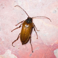 Cebrio gigas