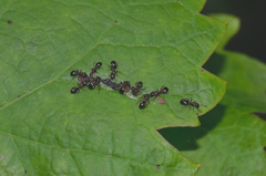 Dolichoderus quadripunctatus