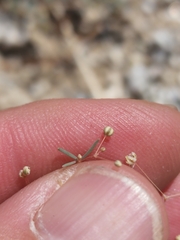 Hypertelis umbellata