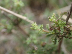 Jamesbrittenia tysonii