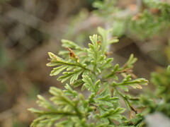 Pelargonium tragacanthoides