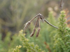 Pelargonium tragacanthoides