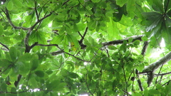 Pseudobombax septenatum