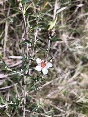 Leptospermum