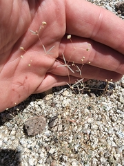 Hypertelis umbellata