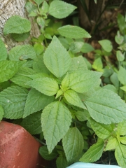 Ageratum conyzoides