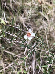 Leptospermum