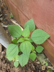 Ageratum conyzoides