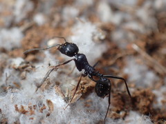 Messor capensis