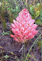 Hyobanche robusta