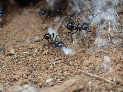 Messor capensis