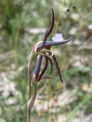 Lyperanthus suaveolens