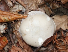 Hygrophorus eburneus